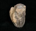 Partially Worn Triceratops Tooth - #4453-1
